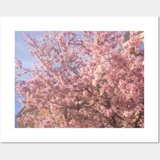 Photo flowers cherry blossom in DC dc statehood simple pink Posters and Art